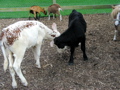 IMG_6626.JPG